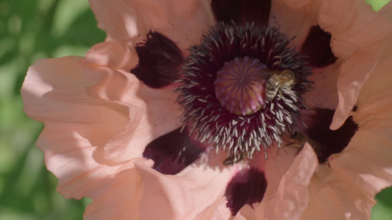 снимок крупным планом сверху медоносных пчел, собирающих пыльцу внутри бледно-розового мака