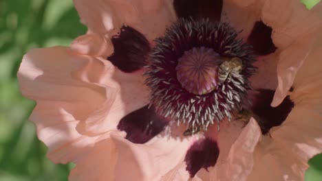 closeup shot form above of honey bees gathering pollen inside a pale pink poppy