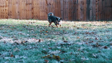 Blue-Heller-dog-fetching-stick-and-returning