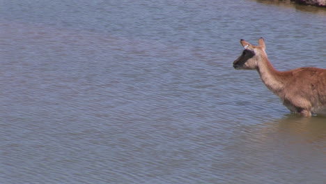 impala in water