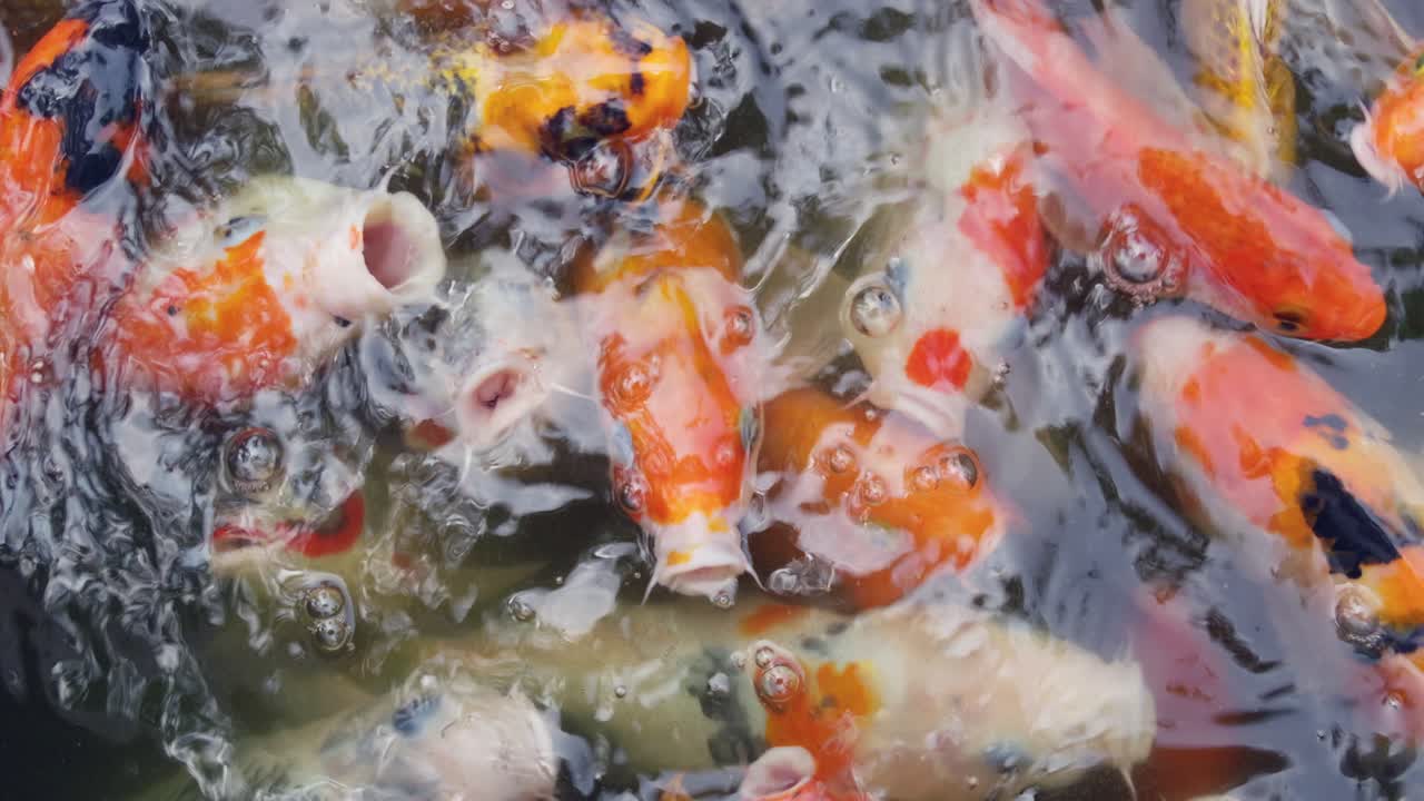 Vibrant koi fish swimming in a tranquil pond nature scene aquatic life close-up view