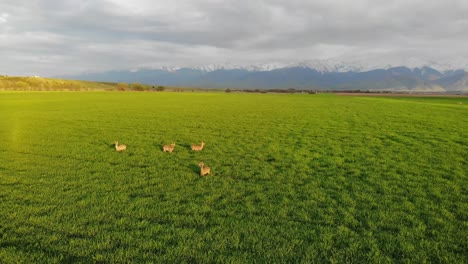 Herd of deer on a sunny day and cloudy mountains in the background