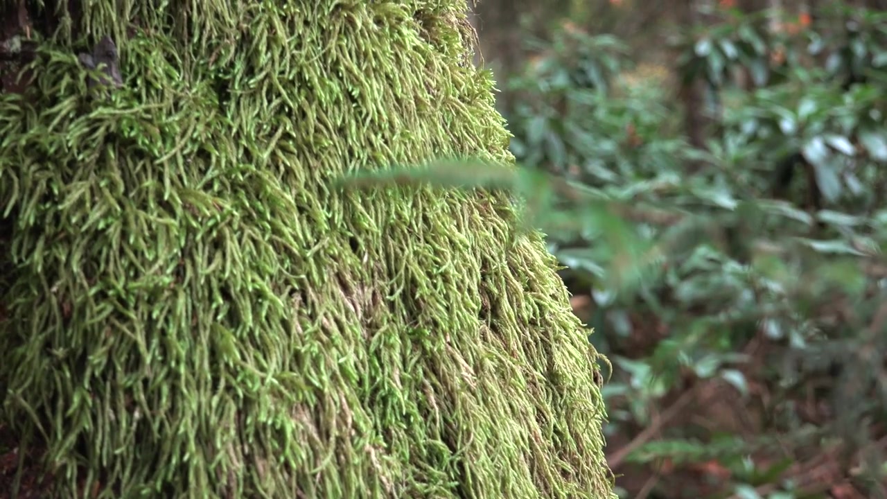 Close-up de Musgo Verde Crescendo na Casca de uma Árvore na Floresta