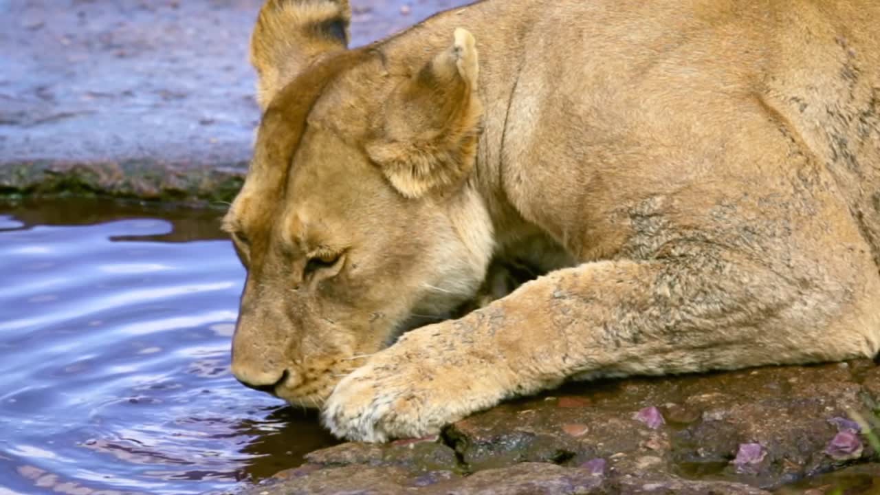 close up footage of a lioness drinking water at a waterhole in Serengeti, Tanzania