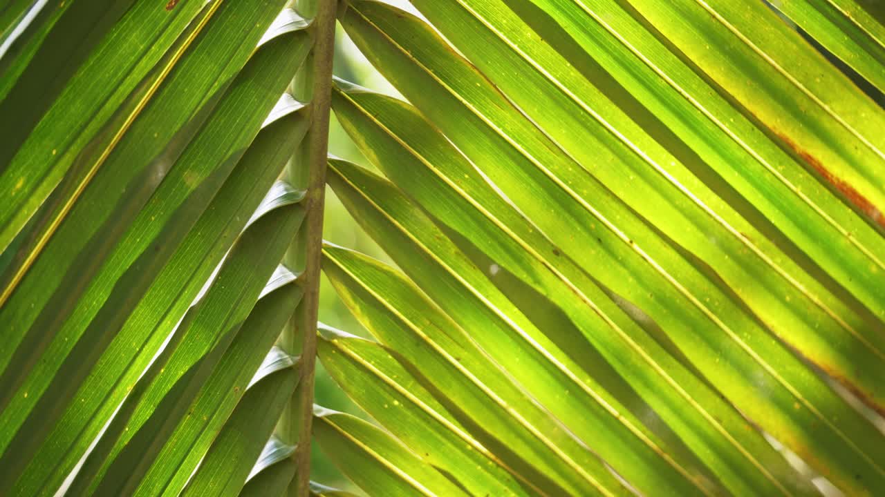 A detailed view of rich green palm leaves showcasing nature's vibrant beauty in a lush forest.