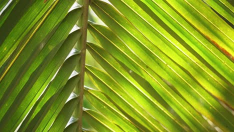 a detailed view of rich green palm leaves showcasing nature's vibrant beauty in a lush forest.