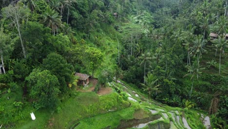 Top-down-landscape-rice-terrace-with-a-reflection-on-water,-Bali