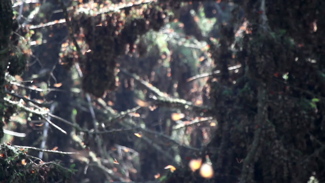 멕시코 자연 보호구역에 있는 모나크 나비