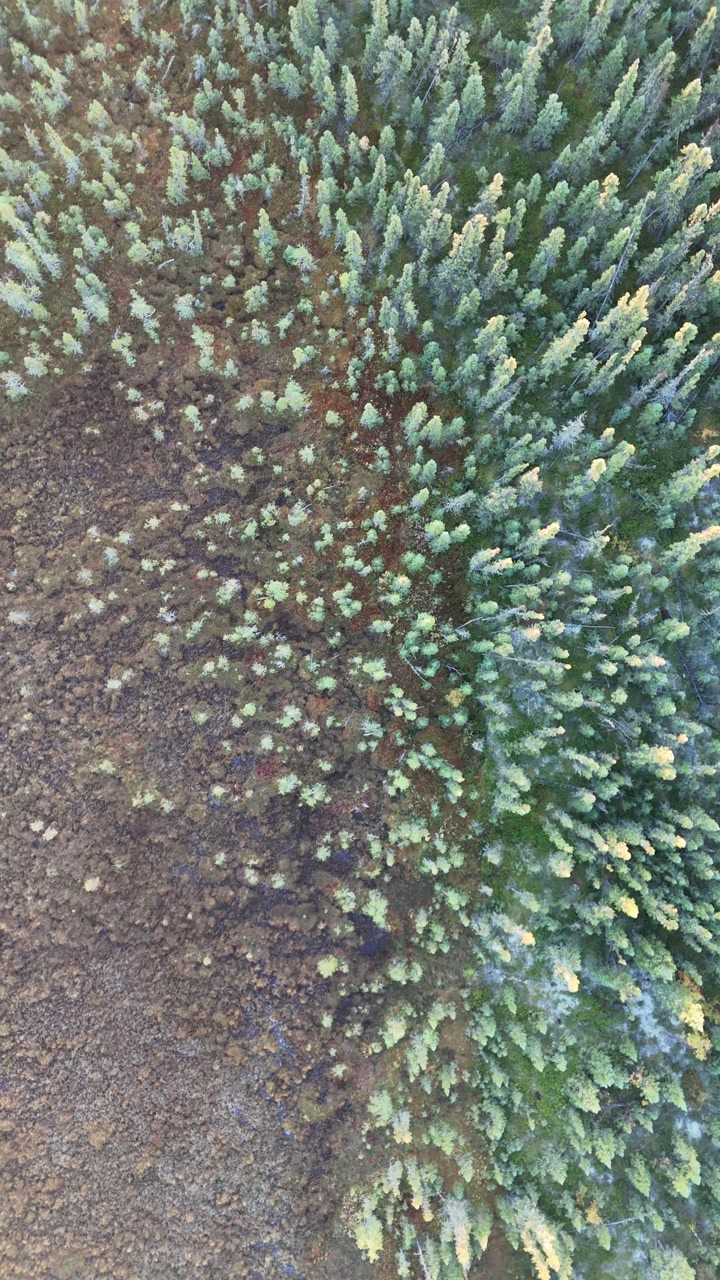 Vertical aerial drone shot looking down at swampy boreal forest on the Canadian Shield in northern Manitoba. Drone moves forward over small spruce trees with morning mist and dew.