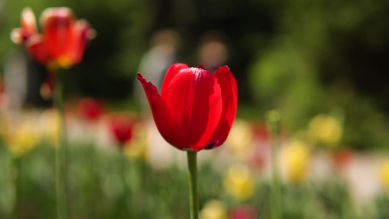 Red Tulip in a Garden