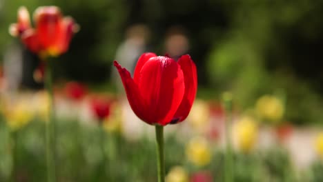 red tulip in a garden