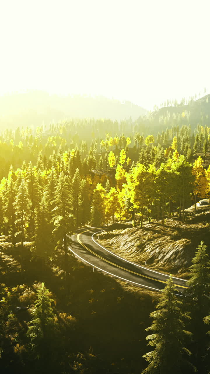 Forest landscape with sunlight illuminating trees in autumn season