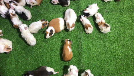 cute guinea pig in farm