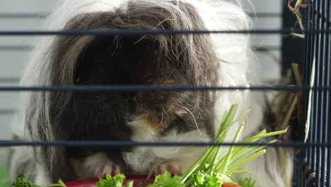 close-up of cute black and white guinea pig with long hair chewing parsley from a red bowl in a cage