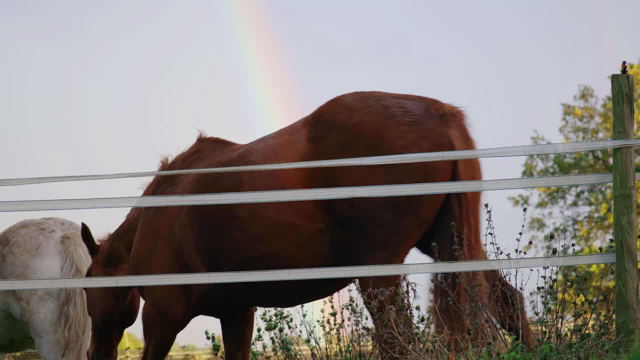 Brown horse and white pony stand and walk away in front of rainbow on cloudy day in an outdoor field.