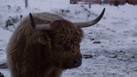 close up of a highland bull with large horns