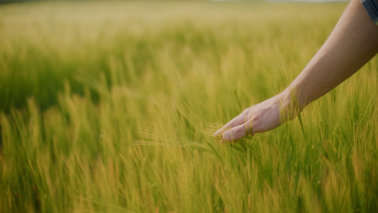 밀 을 만지는 사람