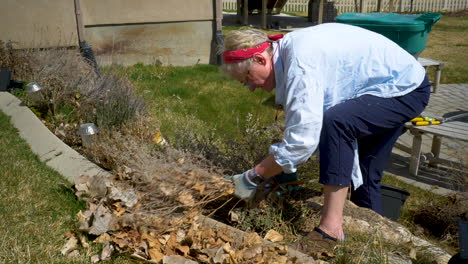 reife frau beschneidet die abgestorbenen pflanzen, um platz für frühlingswachstum zu schaffen