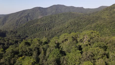 Mountain-Forest-Aerial-View-1