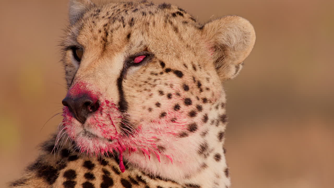 Close up shot of a monocular cheetah's face scanning the plain
