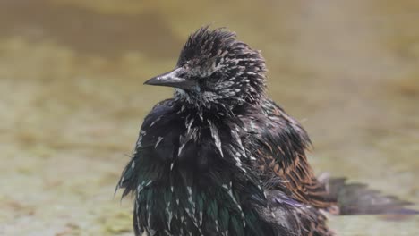 el estornino escapa del calor y nada en un estanque. estornino común (sturnus vulgaris), también conocido como estornino europeo en américa del norte.