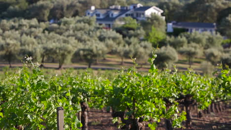 pleasant shot across the napa valley wine growing region 1