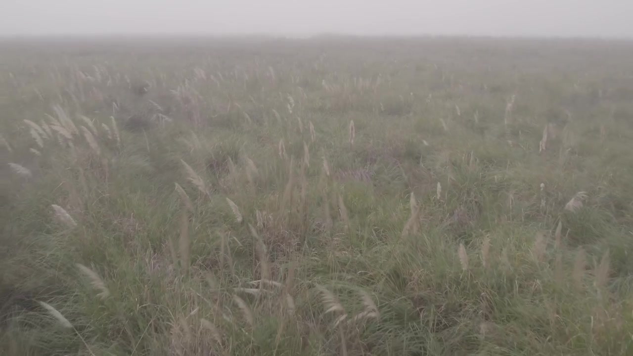 Un drone si allontana lentamente sopra l'erba della pampa e la vegetazione delle zone umide coperte di nebbia, rivelando l'atmosfera tranquilla di Campos del Tuyú nella provincia di Buenos Aires.