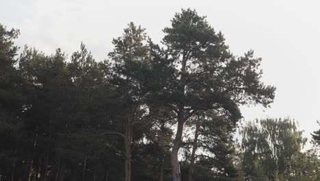 árboles forestales