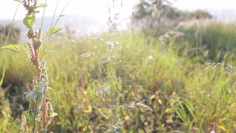 spider web in the grass