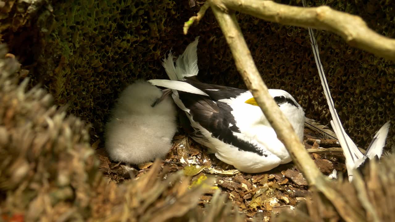White-tailed tropic bird with chick in nest in Seychelles, Africa