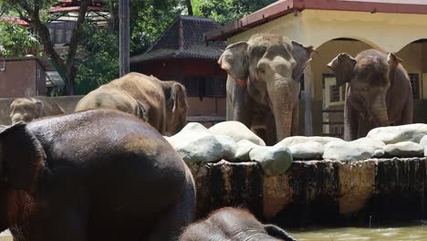 elefantes en el zoológico