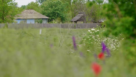 Wiesenblumen-Mit-Mohnpflanzen-Auf-Dem-Land