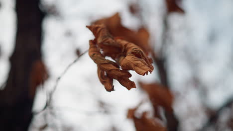 dry leaf clings to slender branch, swaying gently in breeze against soft-focus blurred background, the brittle texture and curled edges highlight passage of time