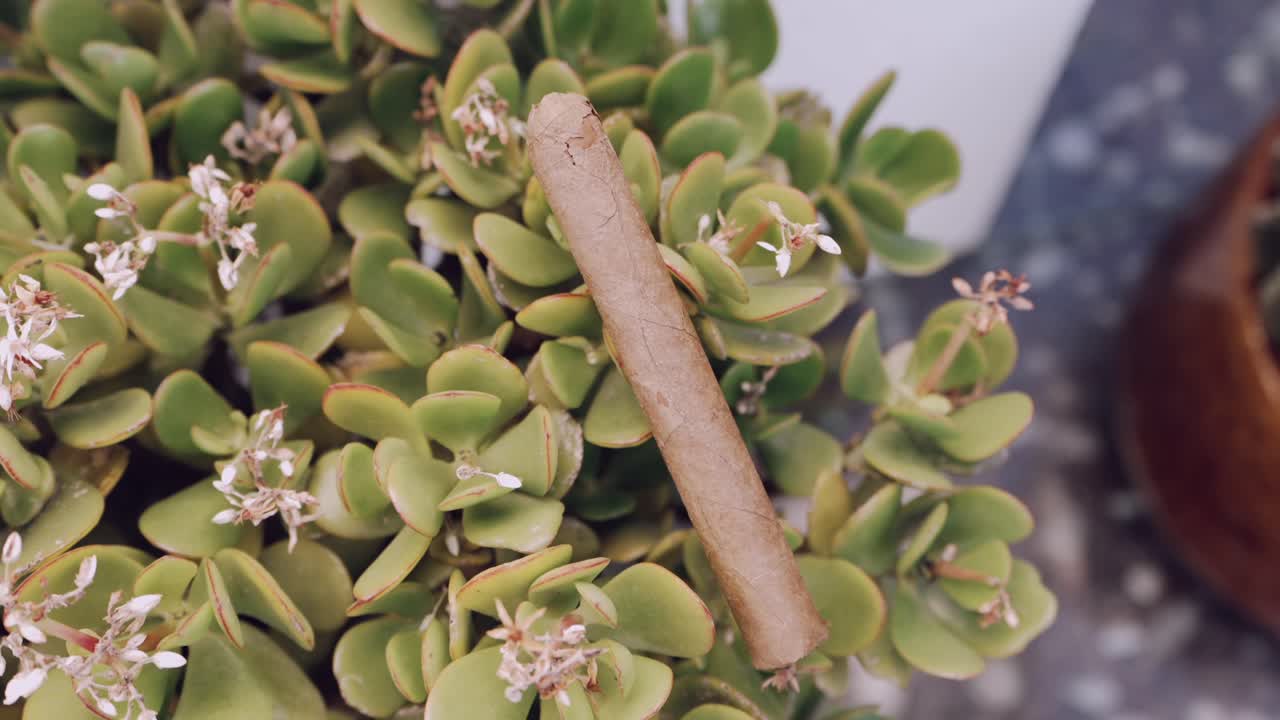 Dried cigar rests on a jade plant with small white flowers in soft natural light