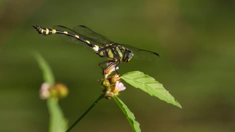 libélula tigre en flor uhd mp4 4k