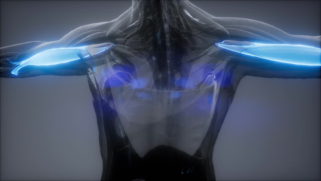 비 ⁇ 스 - 눈에 보이는 근육 해부학 지도