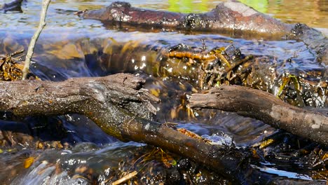 A-tranquil-stream-flowing-over-fallen-branches-on-a-calm-sunny-morning