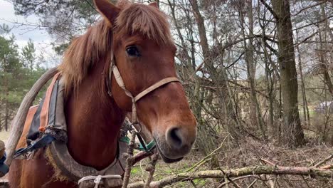 caballo de la aldea atado a un carro. viejo arnés en la granja