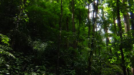 Sunbeams-filtering-through-the-dense-foliage-of-a-man-made-forest-in-the-Philippines,-serene-and-untouched