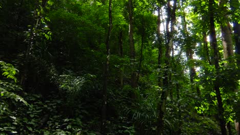 los rayos de sol filtrándose a través del denso follaje de un bosque artificial en las filipinas, sereno e intacto.