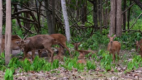 Der-Eldhirsch-Ist-Aufgrund-Von-Lebensraumverlust-Und-Jagd-Eine-Vom-Aussterben-Bedrohte-Art