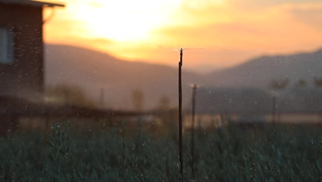 the sunset in the background, the olive trees irrigated in the front