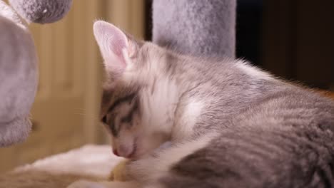 Silver-Shorthair-Poco-Pequeño-Gatito-Gato-Lamiendo