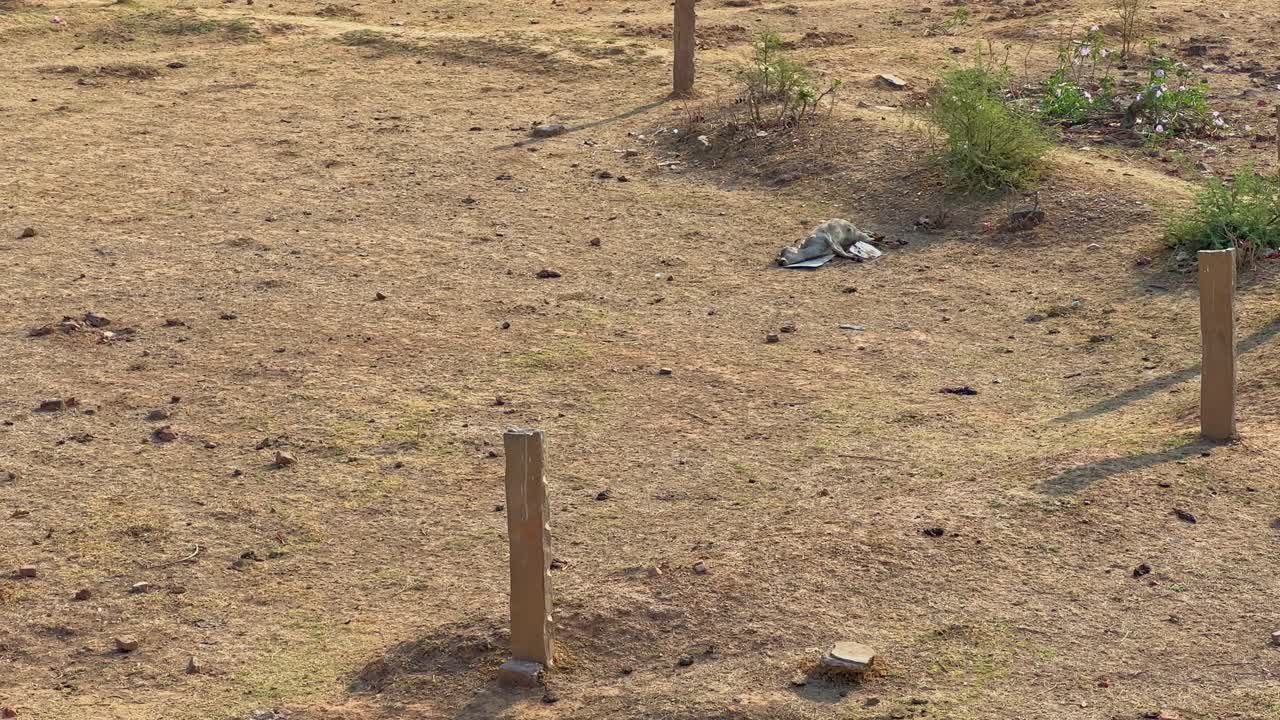 A dead calf on the ground because of drought and water shortage in india