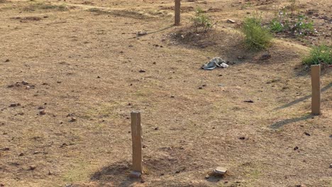 a dead calf on the ground because of drought and water shortage in india