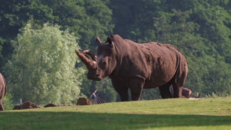 White-Rhinoceros-at-Africa-Live,-Lowestoft,-Norfolk