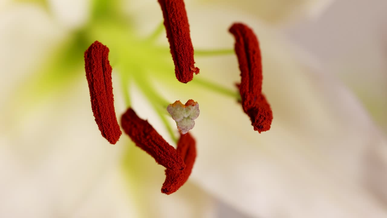 Close-up macro video of a lily's stamen and pistil, highlighting intricate details and vibrant colors in natural lighting