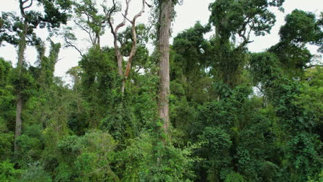 a breathtaking view from the ground up of a rosewood tree, which faces the threat of extinction