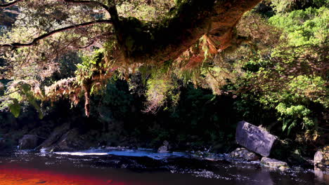 árboles místicos que cuelgan sobre el río de color rojo en el parque nacional de nueva zelanda