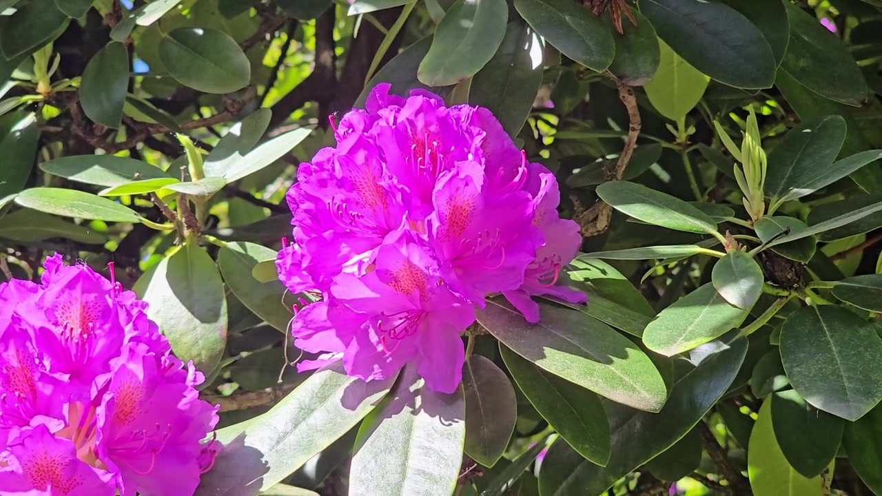 Hermosa flor de rododendro rosa moviéndose con una suave brisa sobre un fondo de hojas verdes.